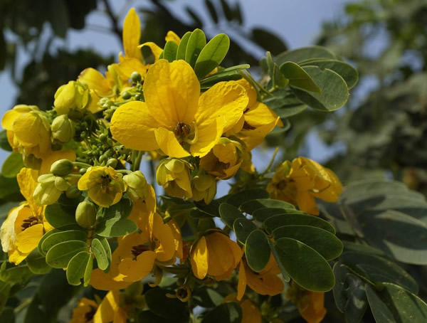 黄槐树的功效和作用有哪些？