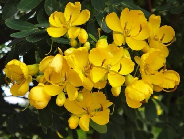 正常情况下黄槐树什么时候开花？