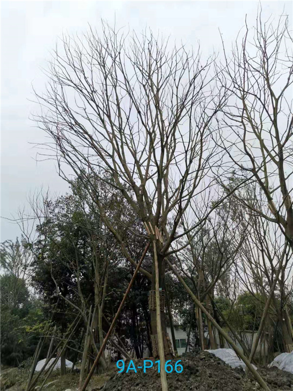 41-45公分的朴树怎么样？