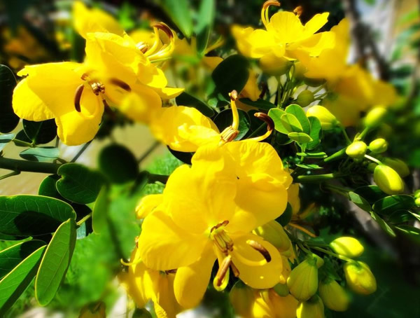 聚伞花序和伞形花序的区别是怎样的？