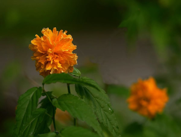 棣棠花花语和寓意是什么？