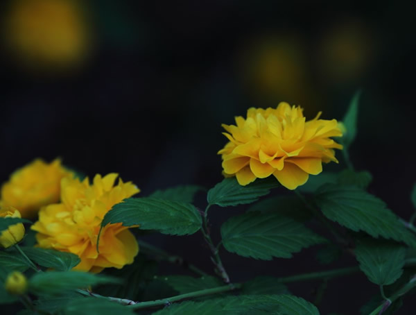 棣棠一年开几次？园林用途是什么？