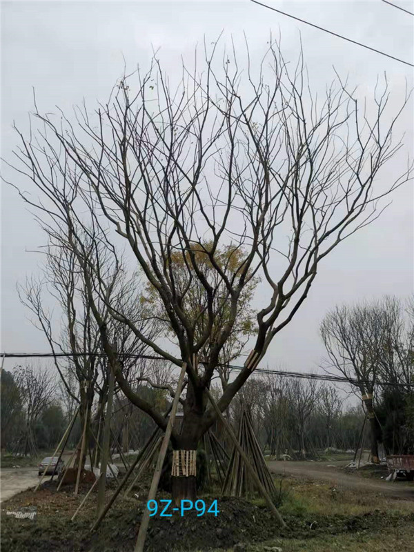 成都46-50公分朴树价格形势？