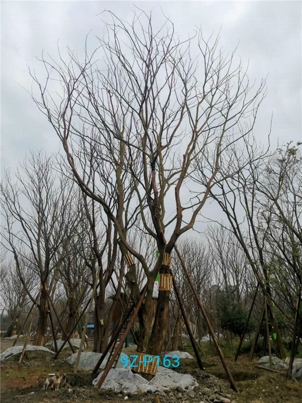 51公分-70公分的朴树树形优美、价格实惠吗？