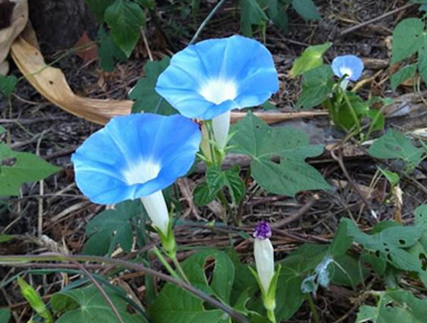 蓝色的花有哪些？名字叫什么？