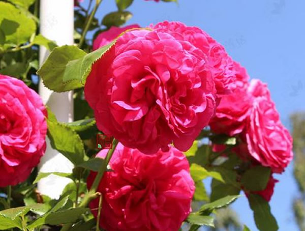 双人芭蕾月季优缺点有哪些？