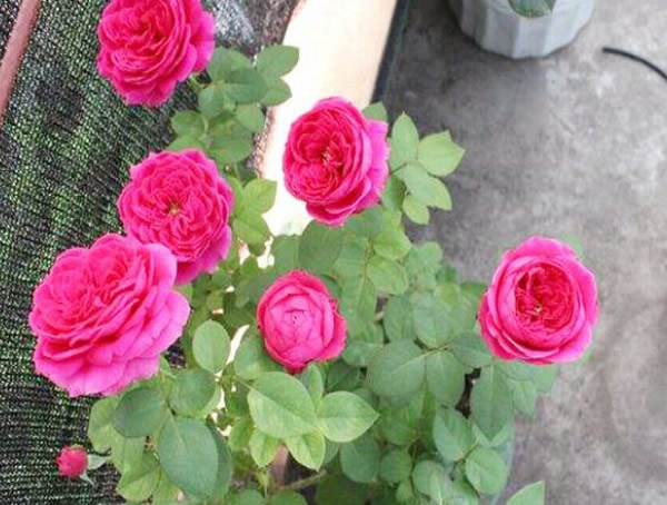 双人芭蕾月季是藤本还是灌木植物？