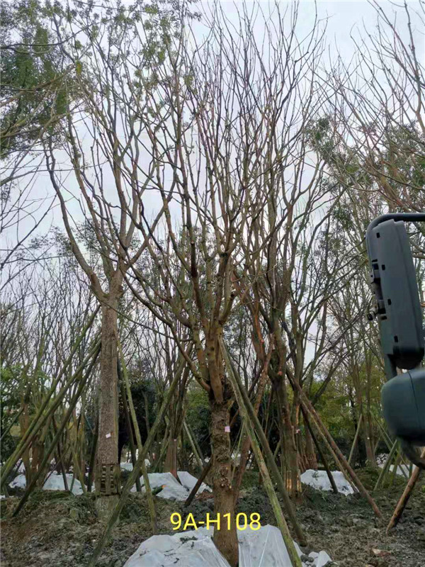 2020年19公分-25公分的黄连木-价格-趋势是怎么样的？