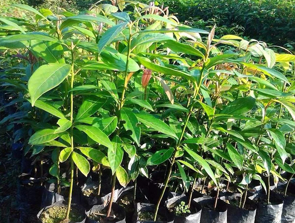 珍贵苗木金丝楠木多少钱一方？