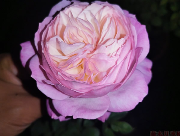 康斯坦茨月季优缺点有哪些？