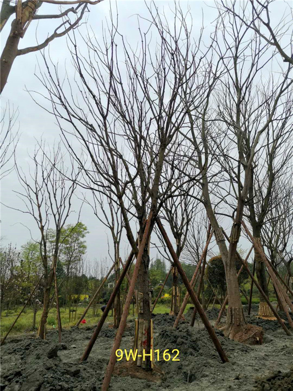 26-30公分黄连木价格怎么样？