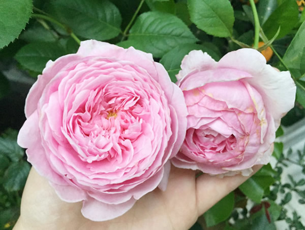 康斯坦茨月季是藤本还是灌木？