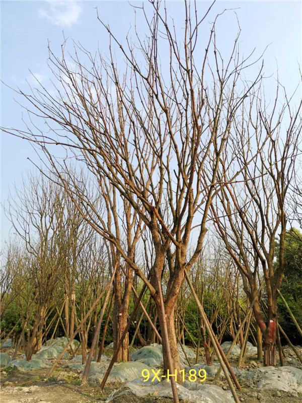 2020年31-40公分黄连木价格详情