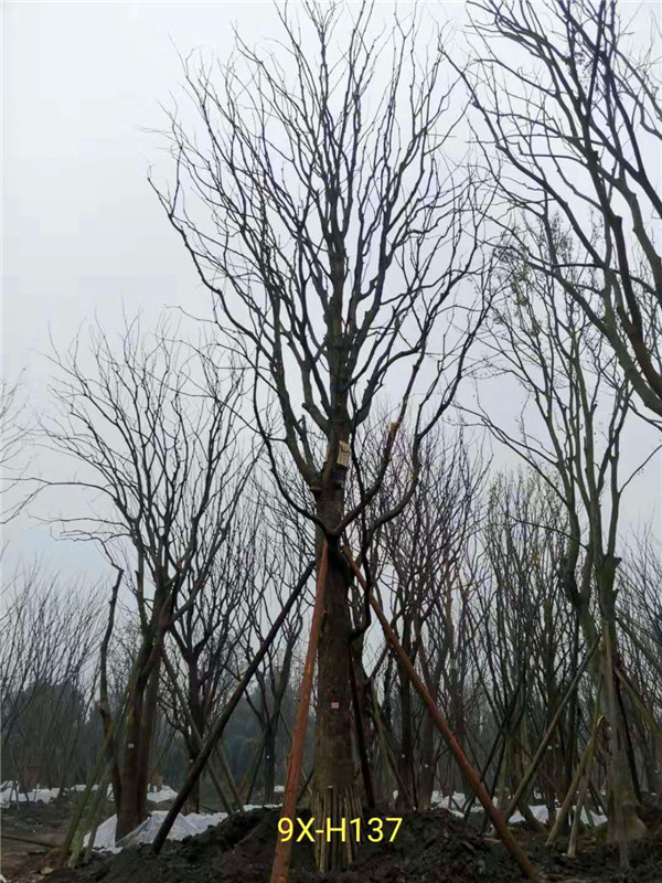 黄连木41-50公分最新价格形势