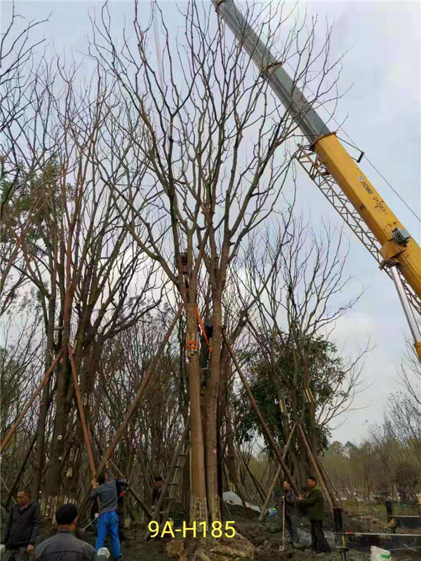 成都黄连木51-63公分价格详情