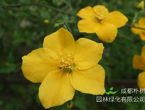 棣棠怎么读音是什么意思？