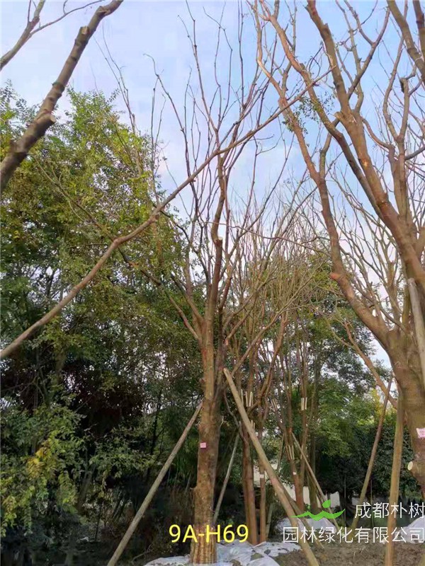 2020年31-40公分黄连木价格详情