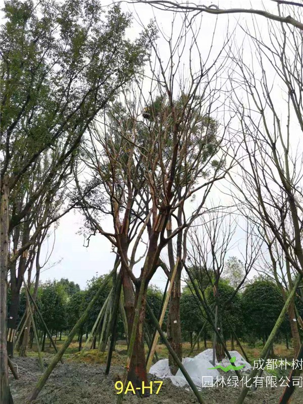 2020年31-40公分黄连木价格详情