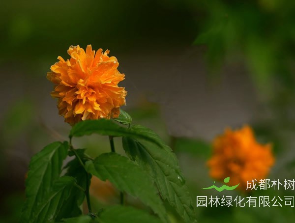 棣棠花花语和寓意是什么？