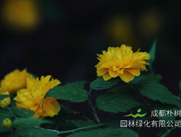 棣棠一年开几次？园林用途是什么？