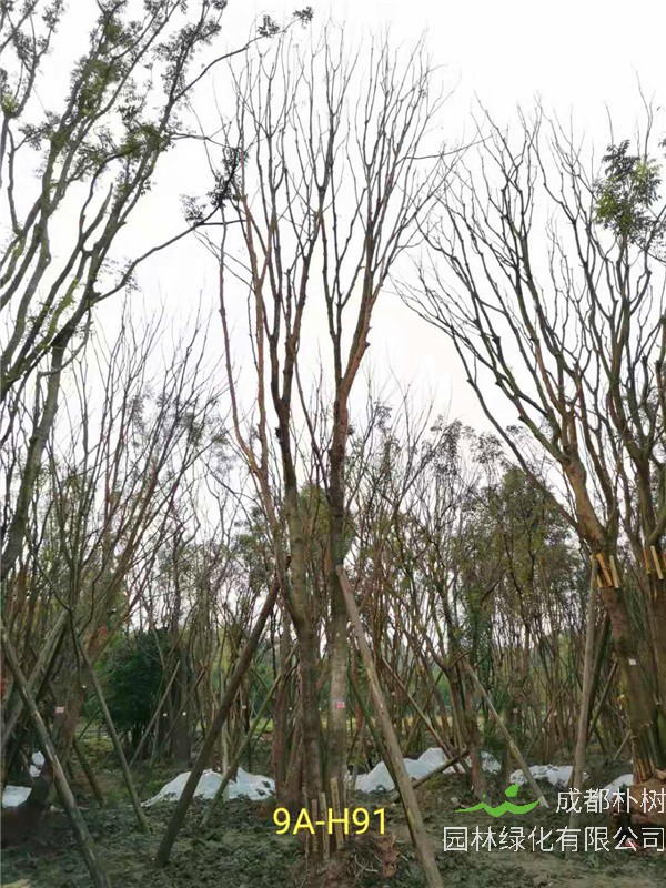 黄连木41-50公分最新价格形势