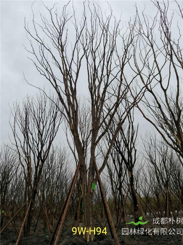 黄连木41-50公分最新价格形势