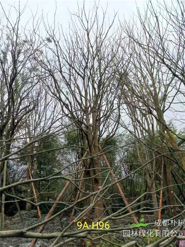 黄连木41-50公分最新价格形势