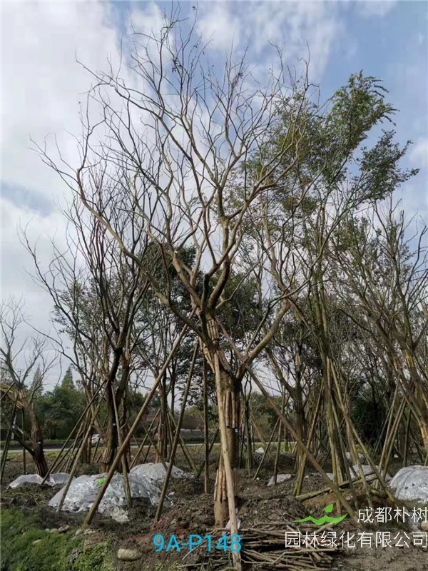 成都46-50公分朴树价格形势？