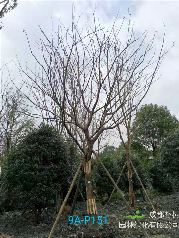 26公分-30公分的朴树价格形势是怎么样的？