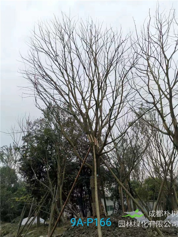41-45公分的朴树怎么样？