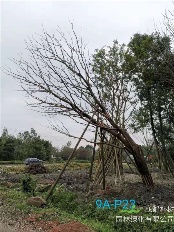 51公分-70公分的朴树树形优美、价格实惠吗？