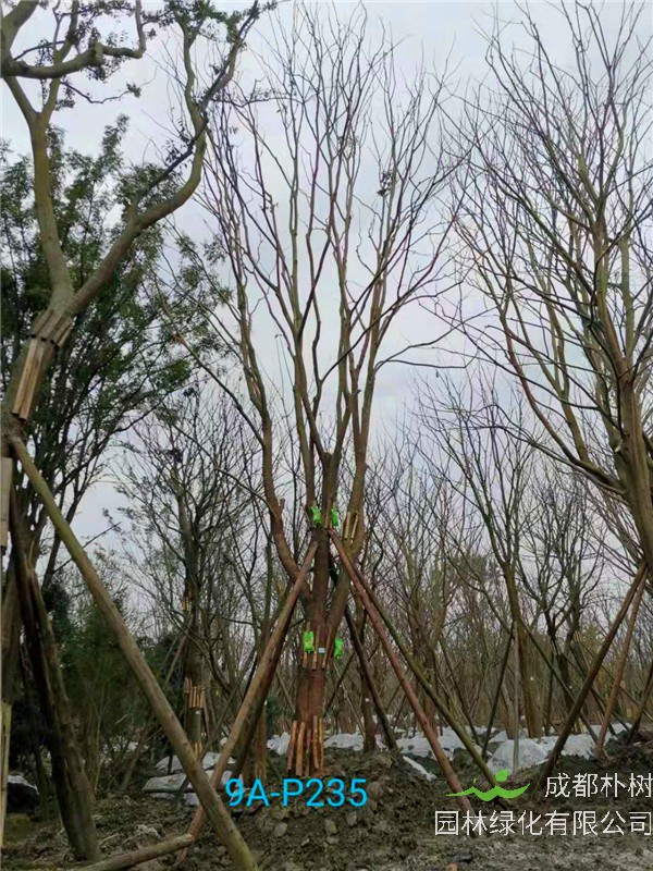 41-45公分的朴树怎么样？