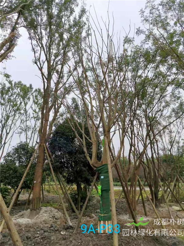 26公分-30公分的朴树价格形势是怎么样的？