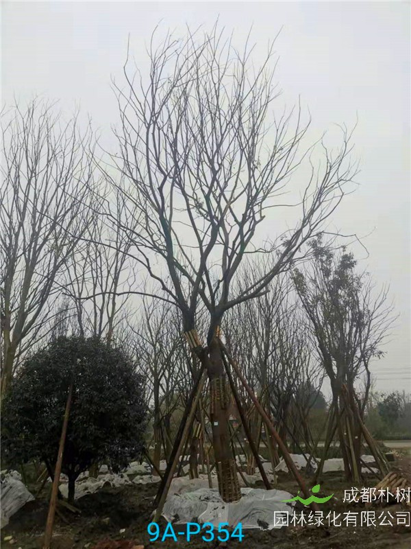 41-45公分的朴树怎么样？