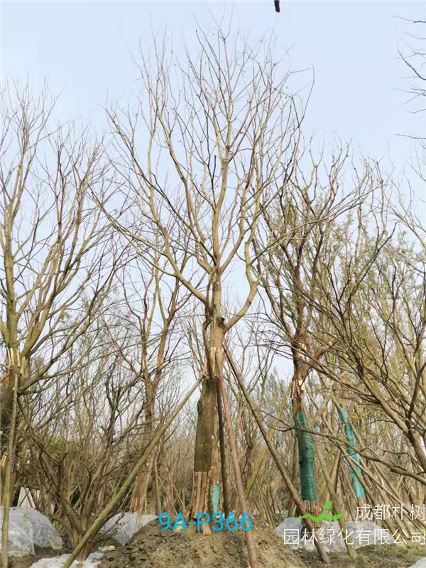 朴树36-40公分价格形势是什么？