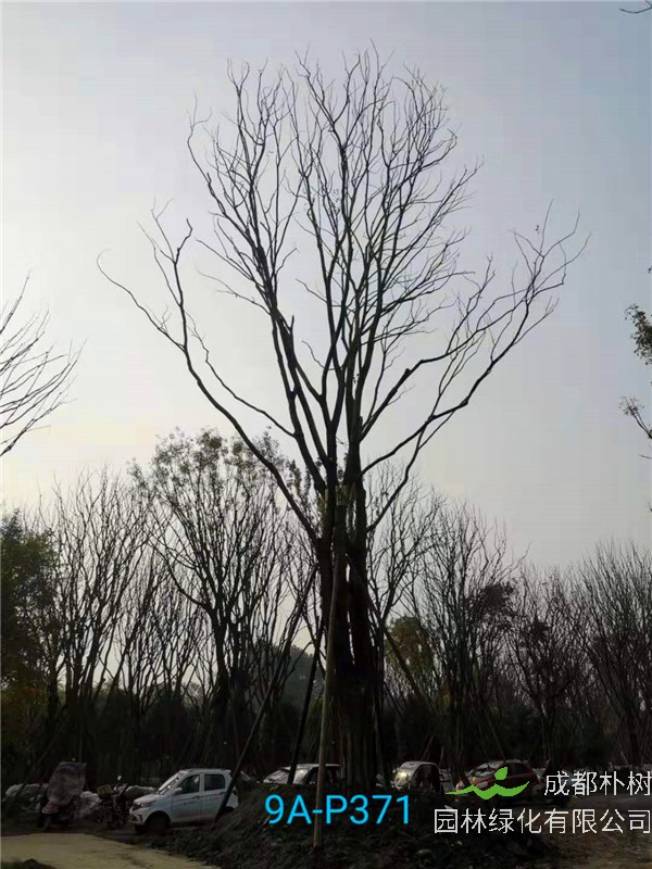 51公分-70公分的朴树树形优美、价格实惠吗？