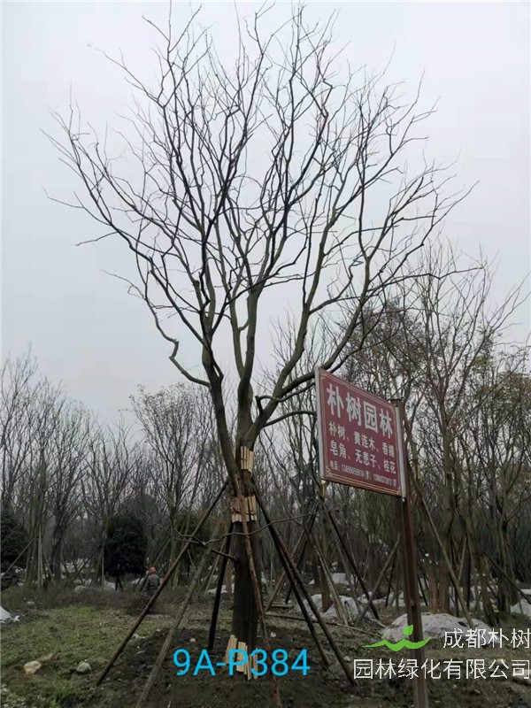 51公分-70公分的朴树树形优美、价格实惠吗？