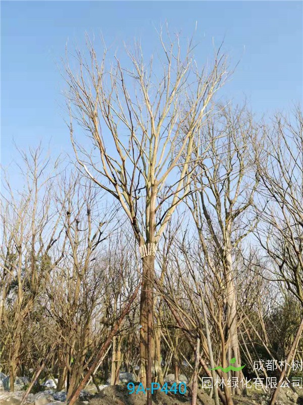 51公分-70公分的朴树树形优美、价格实惠吗？