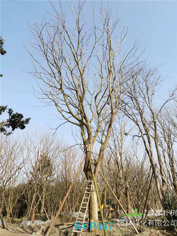 成都46-50公分朴树价格形势？