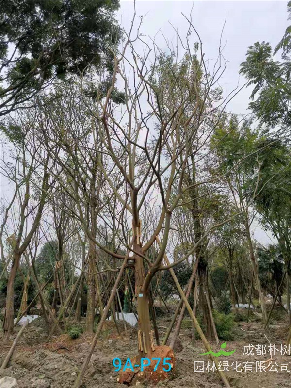 26公分-30公分的朴树价格形势是怎么样的？