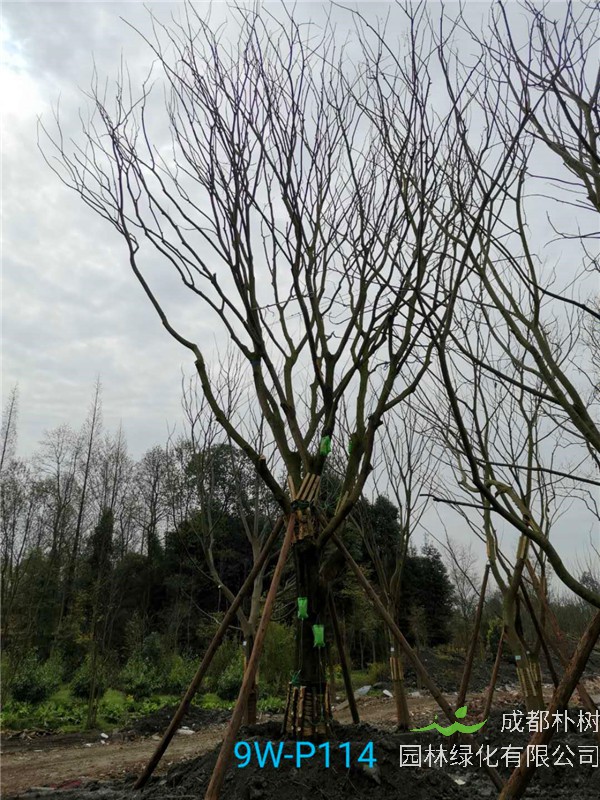 成都46-50公分朴树价格形势？