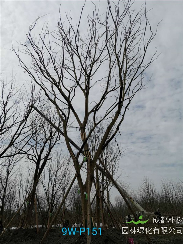 成都46-50公分朴树价格形势？