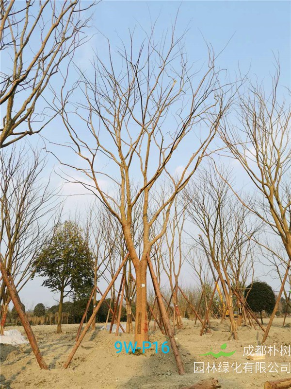 2020年朴树31公分-35公分的价格-趋势？