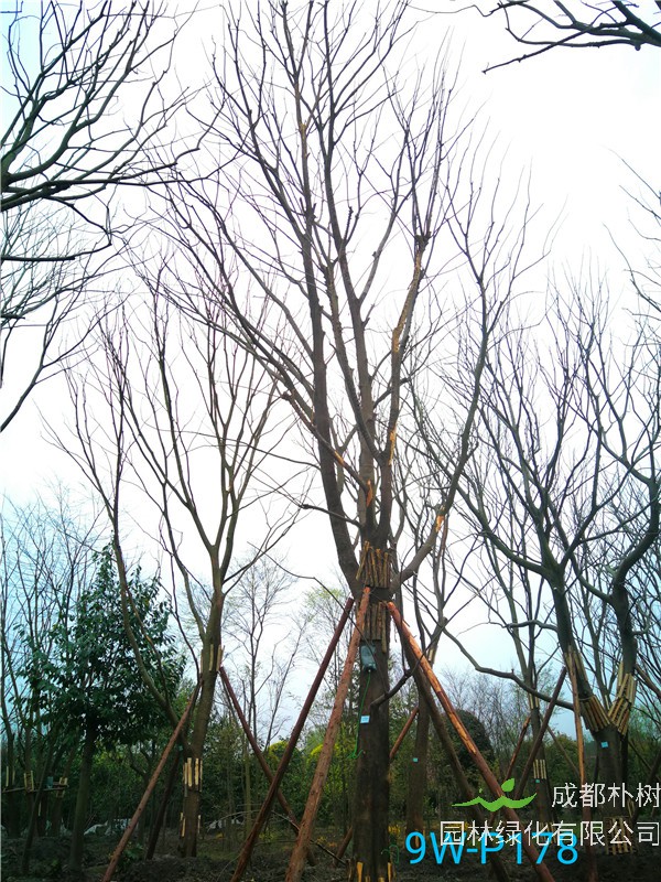朴树36-40公分价格形势是什么？