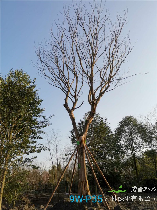 51公分-70公分的朴树树形优美、价格实惠吗？