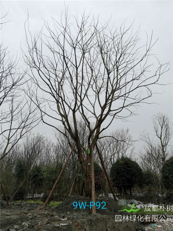 41-45公分的朴树怎么样？