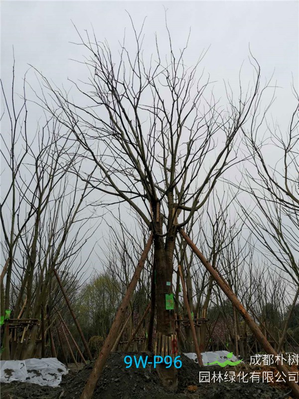 2020年朴树31公分-35公分的价格-趋势？