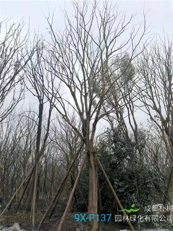 朴树36-40公分价格形势是什么？