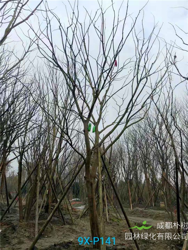 26公分-30公分的朴树价格形势是怎么样的？