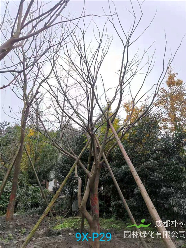 2020年朴树31公分-35公分的价格-趋势？